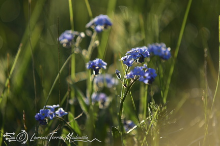 Myosotis des champs (Myosotis arvensis)